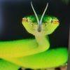 impitviper